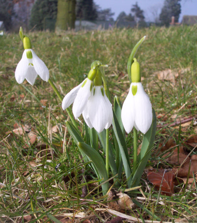 Galanthus elwesii 